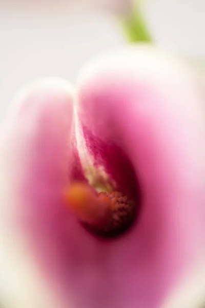 Pink Orchid Flower Close — Stock Photo, Image