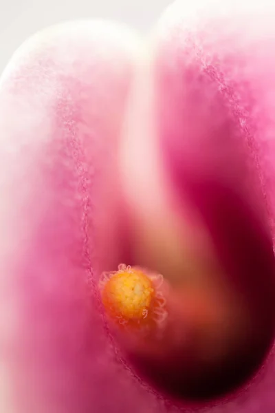 Pink Orchid Flower Close — Stock Photo, Image