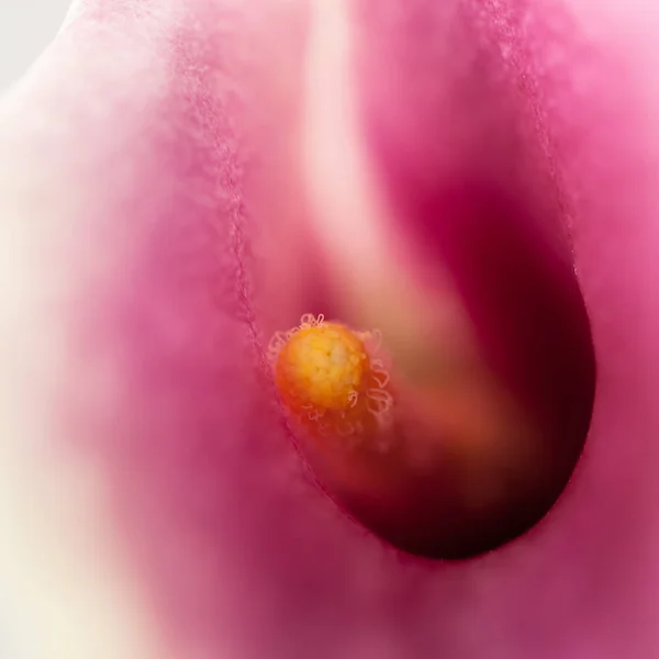 Rosa Orchideenblume Aus Nächster Nähe — Stockfoto