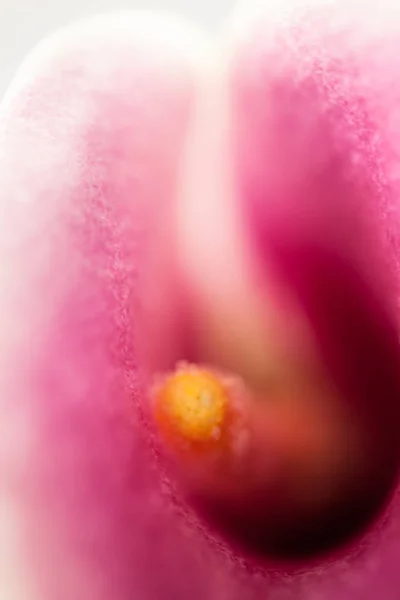 Roze Orchidee Bloem Close — Stockfoto