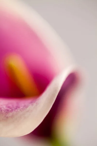 Flor Rosa Orquídea Cerca — Foto de Stock