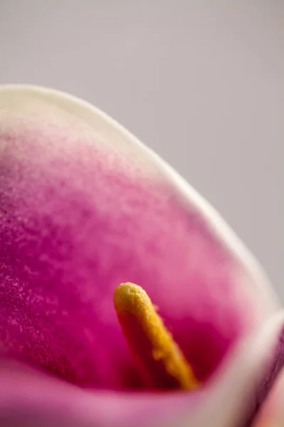 Roze Orchidee Bloem Close — Stockfoto