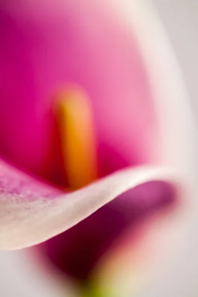ピンクの蘭の花を閉じます — ストック写真