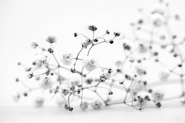 シュッコンカスミソウ フラワーアレンジメントに使用される小型の白い花を持つ植物 — ストック写真