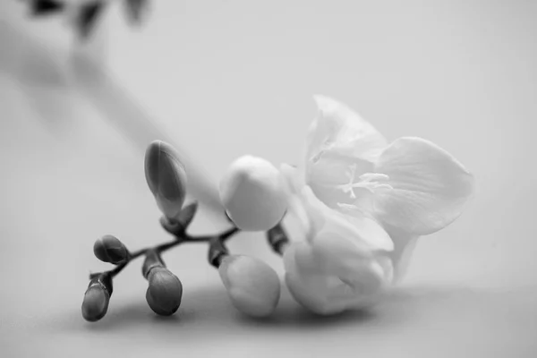 Belles Fleurs Freesia Avec Des Détails — Photo