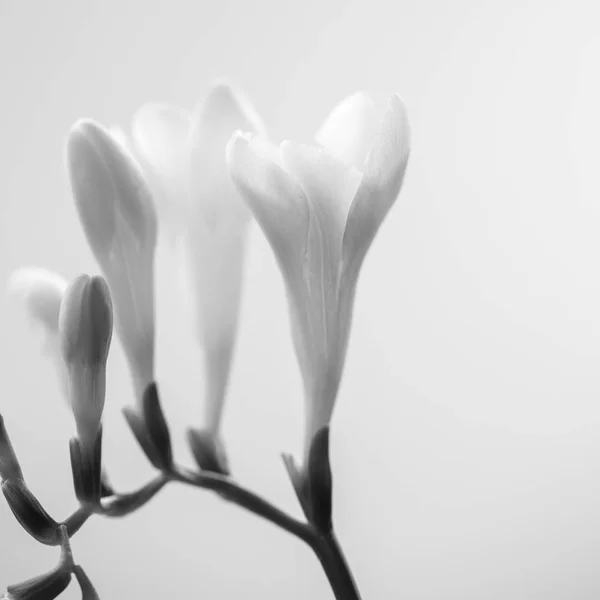 Beautiful Freesia Flowers Details — Stock Photo, Image