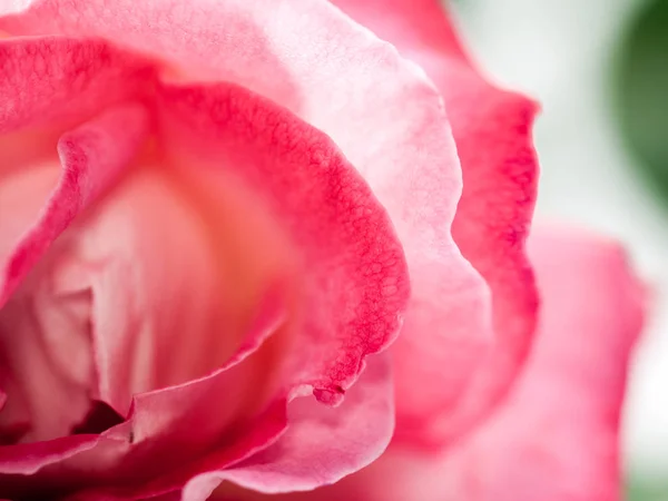 Farbenfrohe Schöne Zarte Rosenblätter — Stockfoto