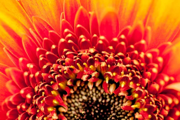 Gerbera Jamesonii Красивый Цветок Макродеталями — стоковое фото