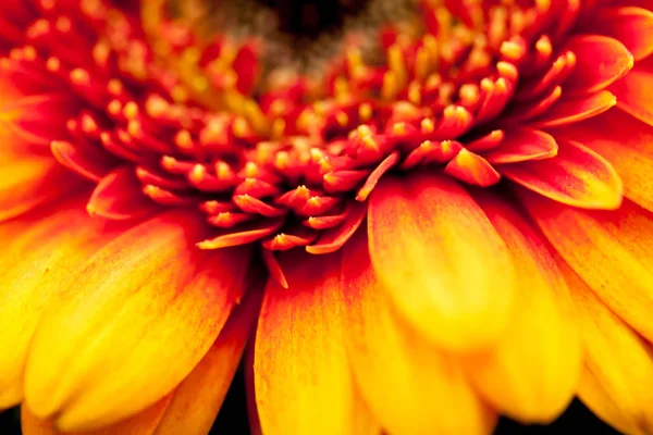 Gerbera Jamesonii Mooie Bloem Met Macro Details — Stockfoto