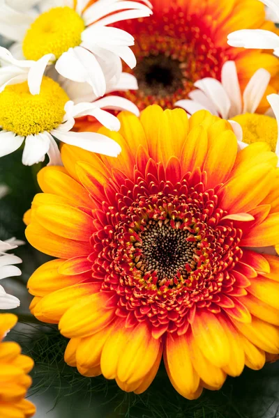 Gerbera Jamesonii Красивый Цветок Макродеталями — стоковое фото