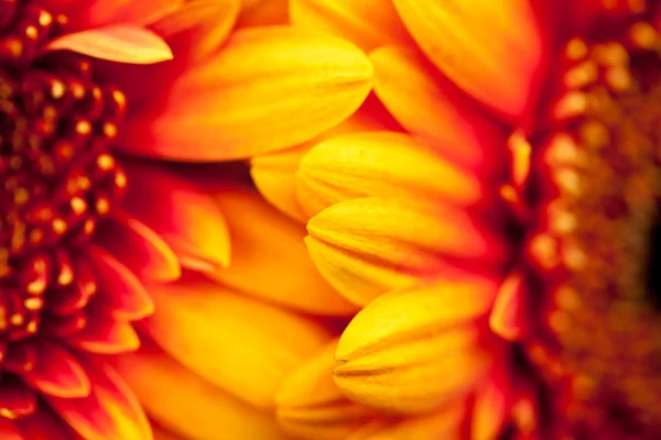 Gerbera Jamesonii Beautiful Flower Macro Details — Stock Photo, Image