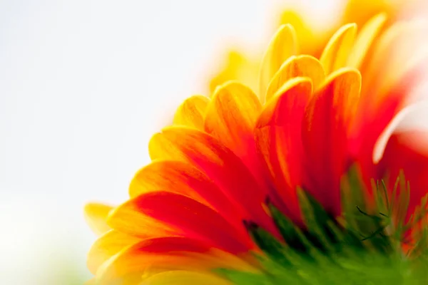 Gerbera Jamesonii Makro Ayrıntılarla Güzel Çiçek — Stok fotoğraf