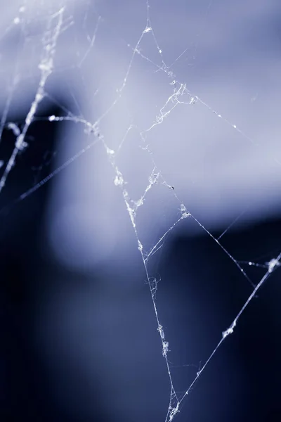 Spinnenweb Close — Stockfoto