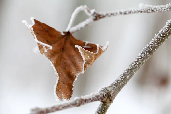 Branche Pleine Givre Avec Fond Naturel — Photo