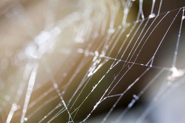 Abstraktní Kompozice Spider Web Detaily — Stock fotografie