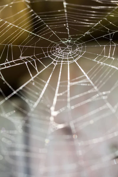 Abstraktní Kompozice Spider Web Detaily — Stock fotografie