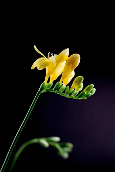 Krásný Frézie Květina Podrobnostmi — Stock fotografie