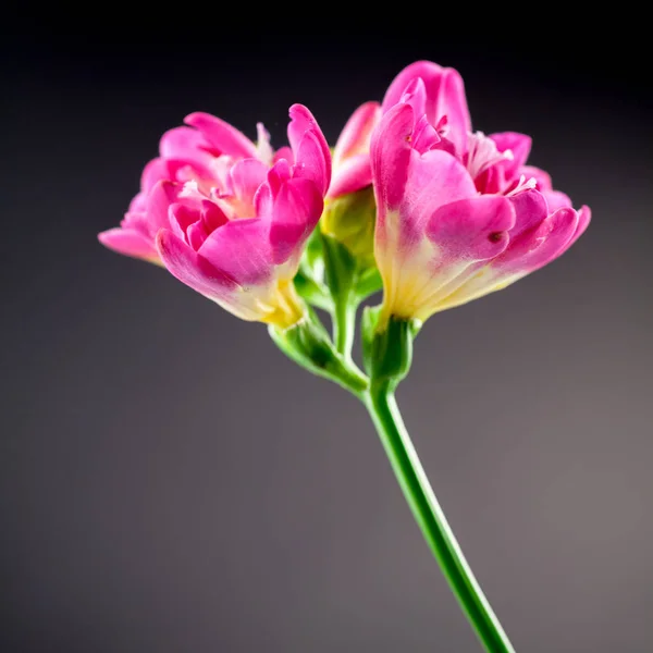 Bela Flor Freesia Com Detalhes — Fotografia de Stock