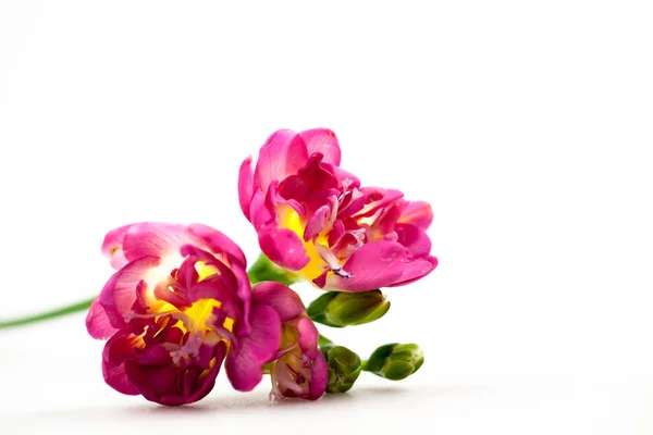 Beautiful Freesia Flower Details — Stock Photo, Image