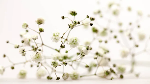 Gypsophila Küçük Beyaz Çiçekli Bitki Çiçek Düzenlemeleri Görüntü Için Kullanılan — Stok fotoğraf