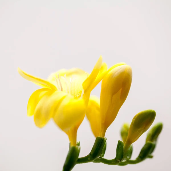 Красивый Цветок Фрезии Деталями — стоковое фото