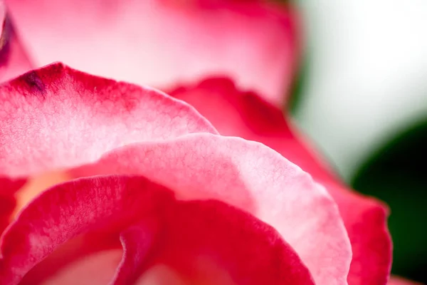 Petali Rosa Colorati Belli Delicati — Foto Stock