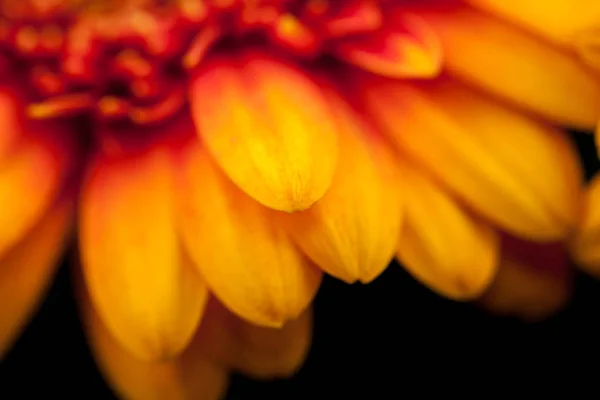 Gerbera Jamesonii Beautiful Flower Macro Details — Stock Photo, Image