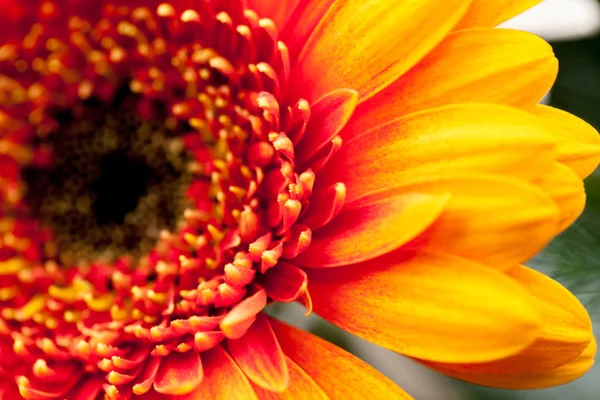 Gerbera jamesonii - makro ayrıntılarla güzel çiçek 