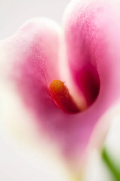 Розовый Цветок Орхидеи Закрыть Стоковое Фото