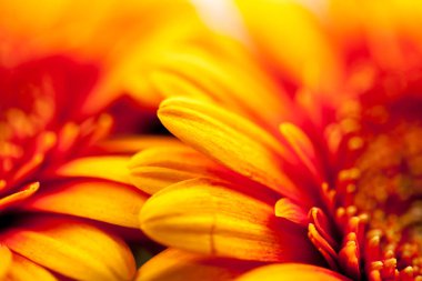 Gerbera jamesonii - makro ayrıntılarla güzel çiçek 