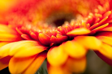 Gerbera jamesonii - makro ayrıntılarla güzel çiçek 