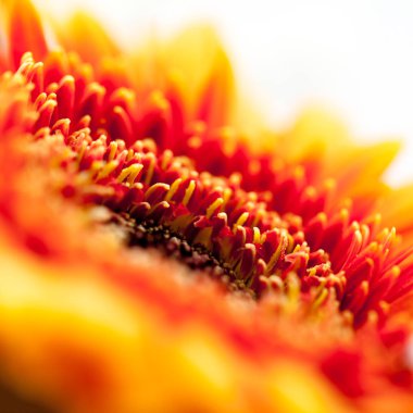 Gerbera jamesonii - makro ayrıntılarla güzel çiçek 