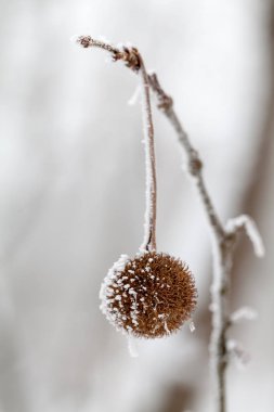 Kar yağışı şube yakın kadar 