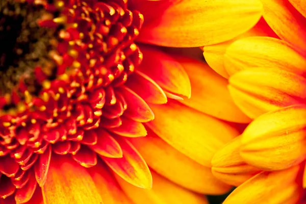 Gerbera Jamesonii Schöne Blume Mit Makrodetails — Stockfoto