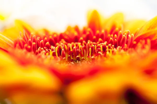 Gerbera Jamesonii Schöne Blume Mit Makrodetails — Stockfoto