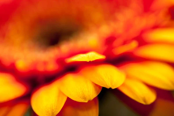 Gerbera Jamesonii Piękny Kwiat Makro Szczegóły — Zdjęcie stockowe