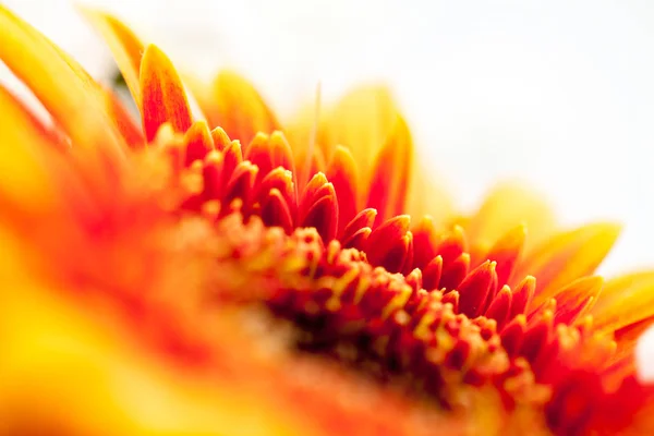 Gerbera Jamesonii Mooie Bloem Met Macro Details — Stockfoto