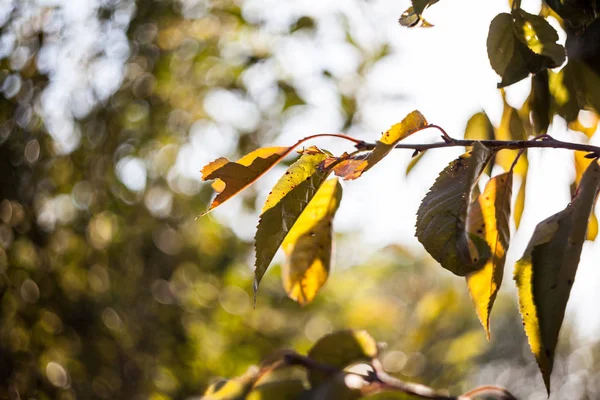 Autumnal Trees Yellow Leaves — Stock Photo, Image