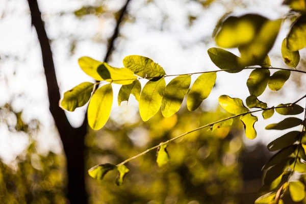 Herfst Bomen Met Gele Bladeren — Stockfoto