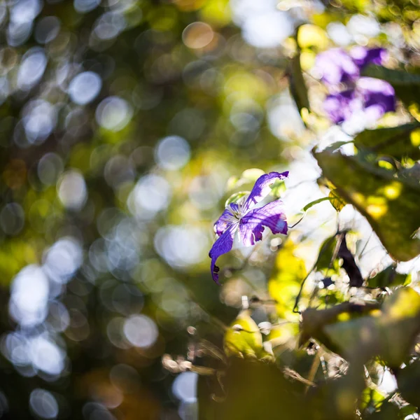 Flor Azul Clematis Con Estado Ánimo Otoñal Efectos Lentes — Foto de Stock