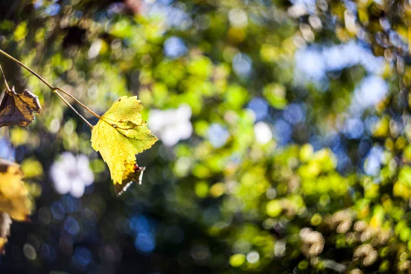 Podzimní Stromy Žluté Listy — Stock fotografie