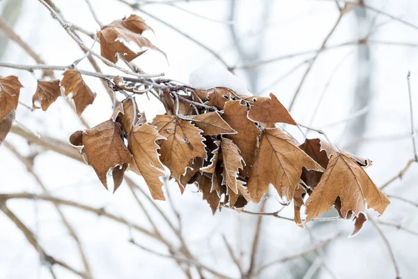 Branche Neige Gros Plan — Photo