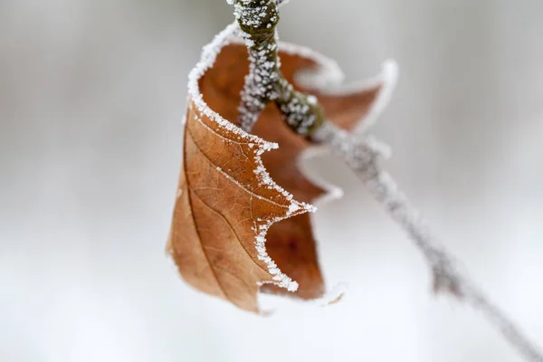 Schneefreie Zweige Aus Nächster Nähe — Stockfoto