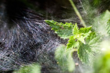 Örümcek ağı ile kaplı yeşil bitki