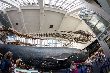 23. 07. 2015 Londra, İngiltere, Doğal Tarih Müzesi - iskeletler balina
