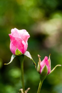 detayları ile renkli, güzel, narin gül 