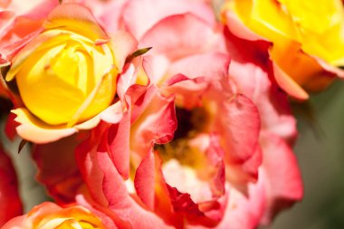 detayları ile renkli, güzel, narin gül