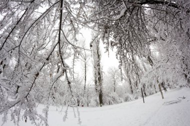 Kış peyzaj Park - Ayrıntılar