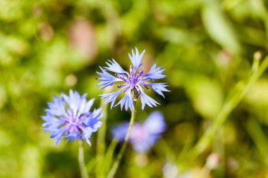 Bekarlığa veda'nın düğmesini (Centaurea cyanus) çiçek alanında