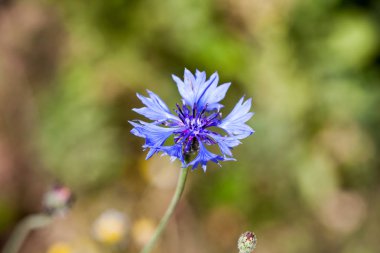 Bekarlığa veda'nın düğmesini (Centaurea cyanus) çiçek alanında